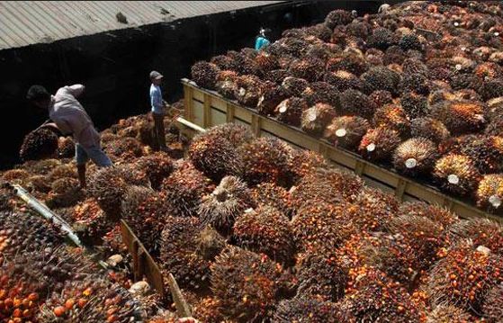 PT BSL Hentikan Sementara Penerimaan TBS Jelang Lebaran, Waktu Libur Dimanfaatkan Perawatan Pabrik