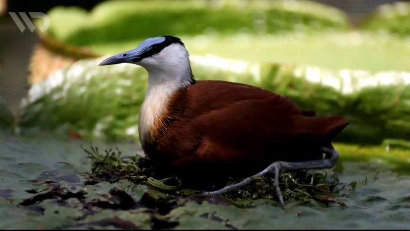Fakta Unik Burung Jacana Afrika: Penipu Ulung Namun Takut Istri