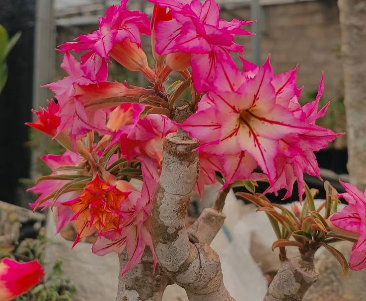 6 Jenis Adenium dengan Bentuk Unik, Cantik, dan Warna Menawan