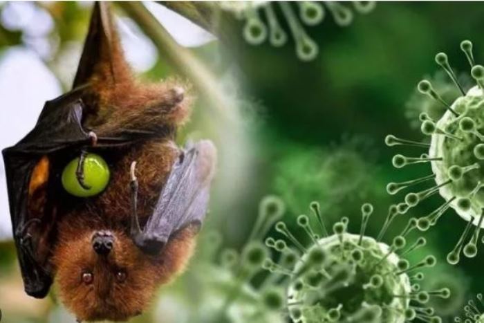 Waspada! Virus Nipah Ancam Indonesia, Lebih Ganas dari Covid 19, Ini Ciri Ciri Orang Terpapar