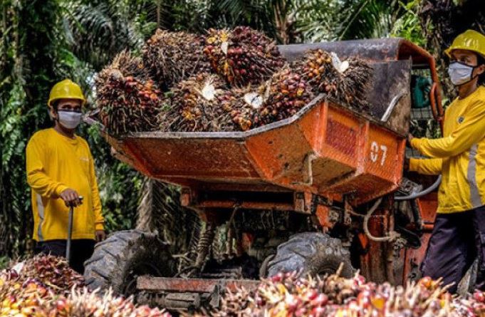 Mau Bagaimanapun Harga TBS Kelapa Sawit di Bengkulu Sulit Naik, Distan Ungkap Penyebab Utamanya