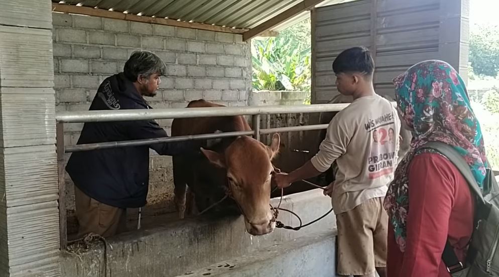 Penyakit Mulut dan Kuku Serang Ratusan Sapi di Seluma, Peternak Waspada! 