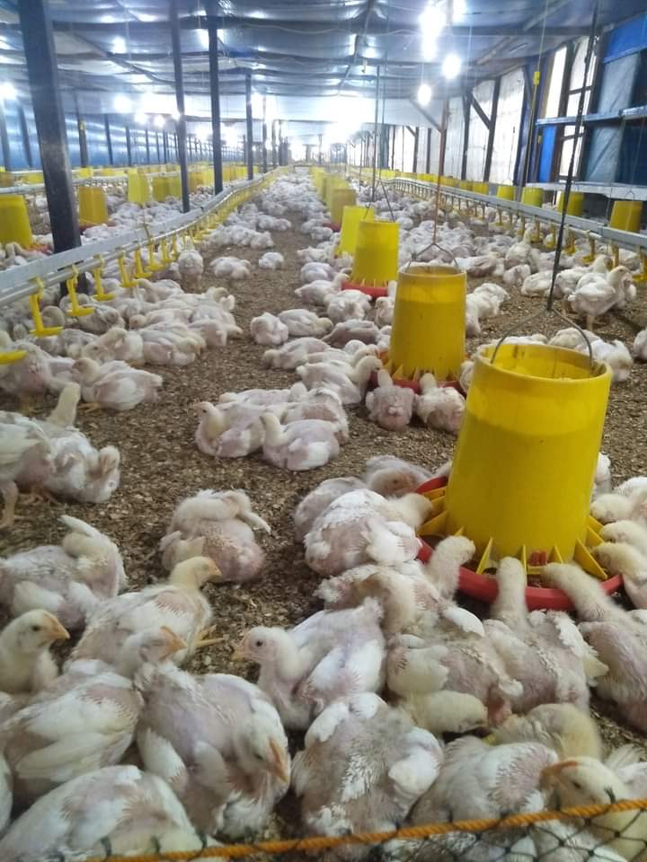Kado Tahun Baru!!! Harga Daging Ayam Potong Seluruh Indonesia Turun