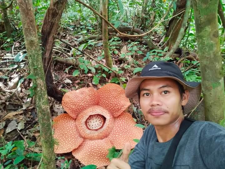 30 Bongkol Bunga Rafflesia Segera Mekar di Bukit Barisan 