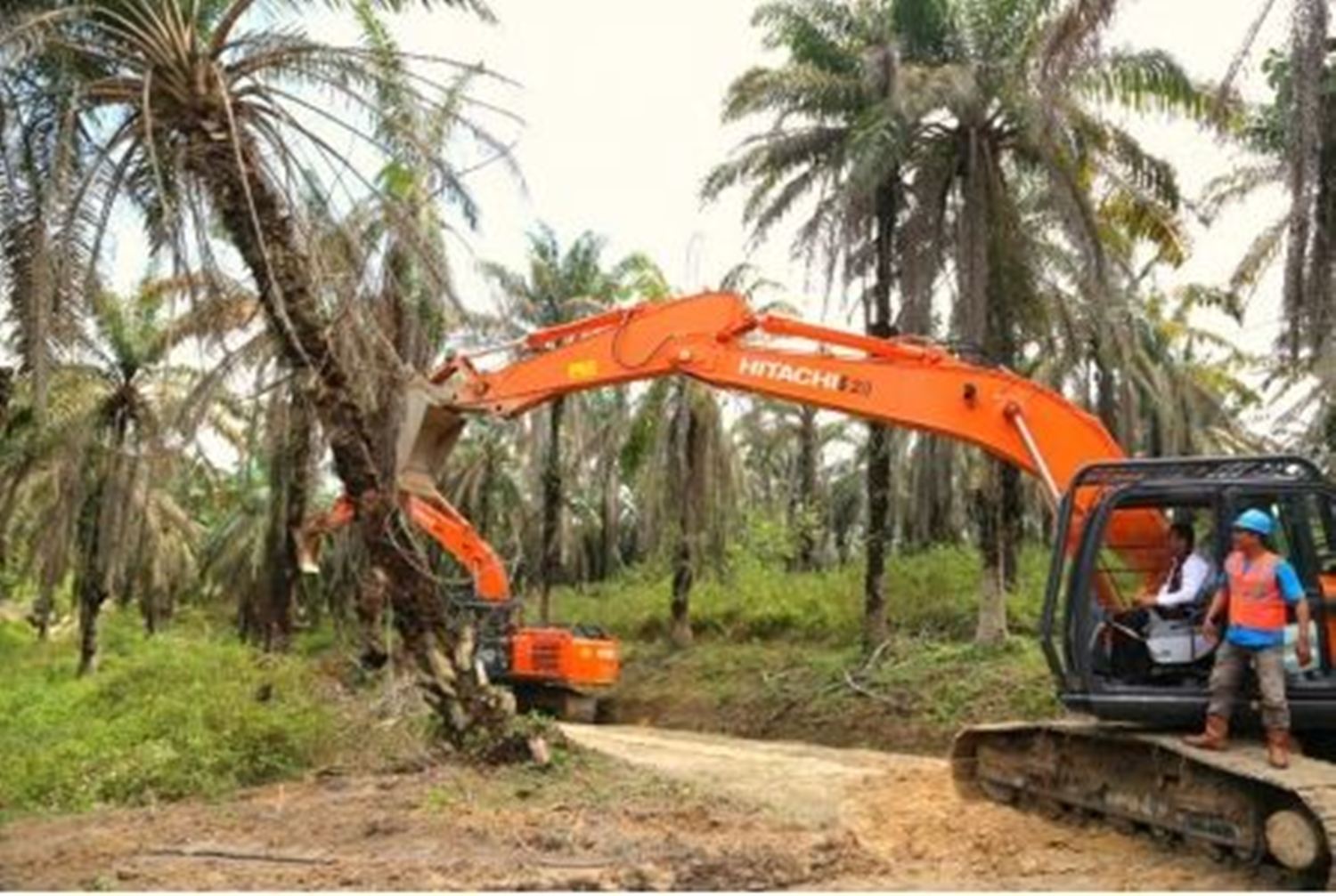 Seluma Usulkan 1000 Hektar Kelapa Sawit Dapat Bantuan Sapras ke Kementan