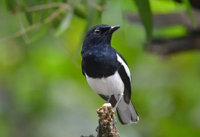 Burung Kacer Anda Macet Bunyi? Lakukan Sembilan Cara ini , Dijamin Gacor Lagi