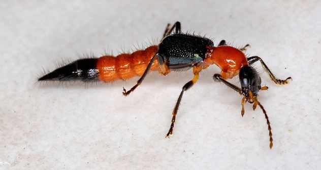 Tomcat Kumbang Paling Berbahaya, Bisa Sebabkan Kulit Terbakar, Ini Cara Mengatasinya