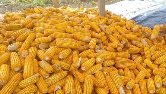 Harga Tinggi dan Stabil, Petani Jagung Bengkulu Tersenyum, Ada yang Kaya Mendadak