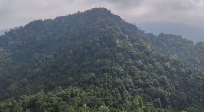 Bukit Kumbang di Bengkulu, Simpan Ratusan Kilo Emas Peninggalan Kerajaan Sriwijaya, Ini Lokasinya 
