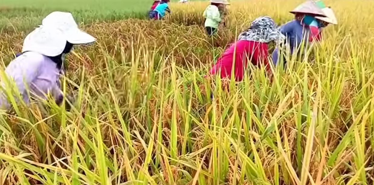 6 Jenis Benih Padi Lokal Terbukti Produktivitas Tinggi, Mampu Saingi Varietas Hibrida