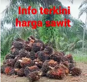 Petani Sawit di Bengkulu Tersenyum, Harga Sawit Terus Melejit, Sentuh Angka Rp1.980 Perkilogram