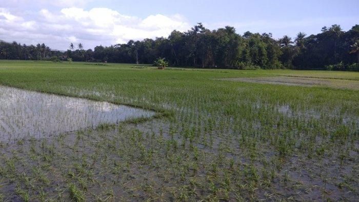 307 Hektar Sawah Terdampak Banjir