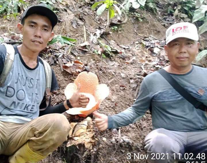 Bunga Rafflesia Mekar Sempurna di Hutan Pino Raya