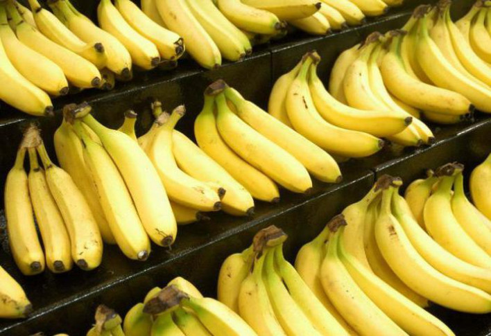 Bengkulu Selatan Jadi Percontohan Komoditi Pisang Cavendish