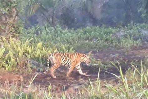 Harimau Muncul di Kebun Karet