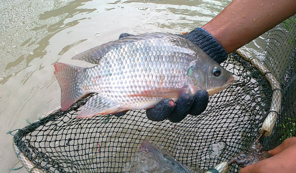 Berharap Ada Pabrik Pakan Ikan di Bengkulu Selatan