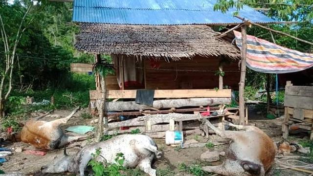 Delapan Ternak Warga Mati Mendadak, Polisi Temukan Pisang di Samping Kandang