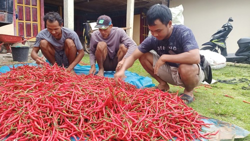 Harga Cabai Merah Anjlok