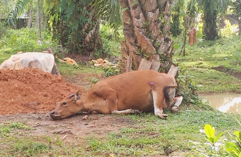 Bikin Malu !! Melintas di Bengkulu Selatan, Mobil Kementerian Kelautan Tabrak Sapi