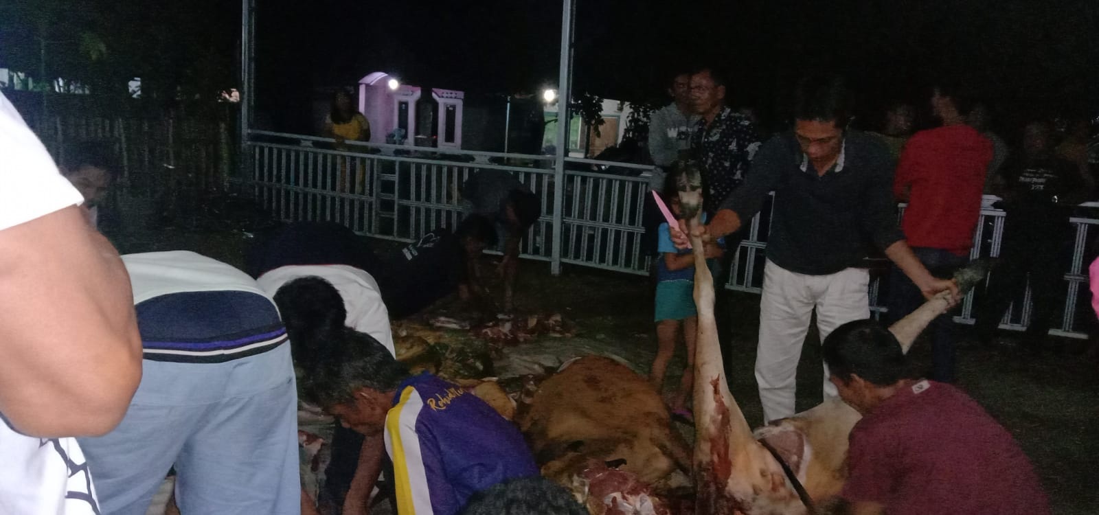 Curnak di Pino Raya: Dua Kepala Sapi Tergeletak, Daging Dibagi Tiga