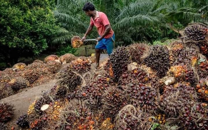 Jelang Lebaran, Harga Jual Kelapa Sawit Terjun Bebas, Pengepul Ngaku Rugi