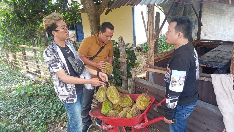 Buah Durian Bengkulu Selatan “Diekspor” Keluar Kabupaten