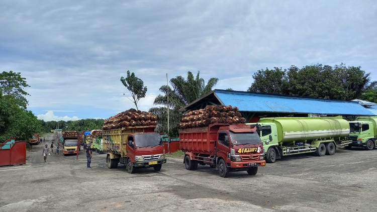 Sawit Belum Stabil, Dispertan Bakal Pantau Pabrik