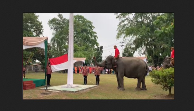 Viral di Riau! Gajah Jadi Petugas Pengibar Bendera Upacara HUT RI ke-78