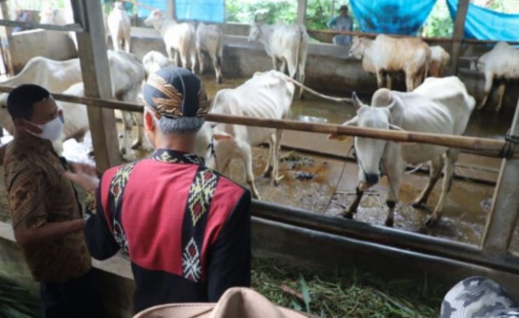 Kerugian Akibat Penyakit Ngorok Pada Sapi di Kabupaten Kaur Capai Rp 1,5 Miliar Lebih