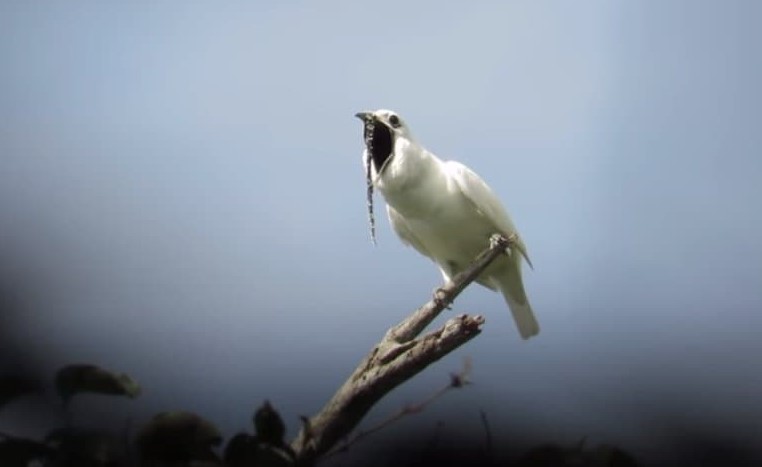 Fakta Unik White Bellbird: Burung Sederhana Tapi Tidak Aman Bagi Telinga Manusia