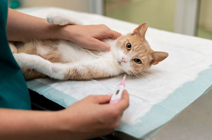 Mengenal Panleukopenia, Penyakit Mematikan pada Kucing, Virus Menjadi Penyebabnya