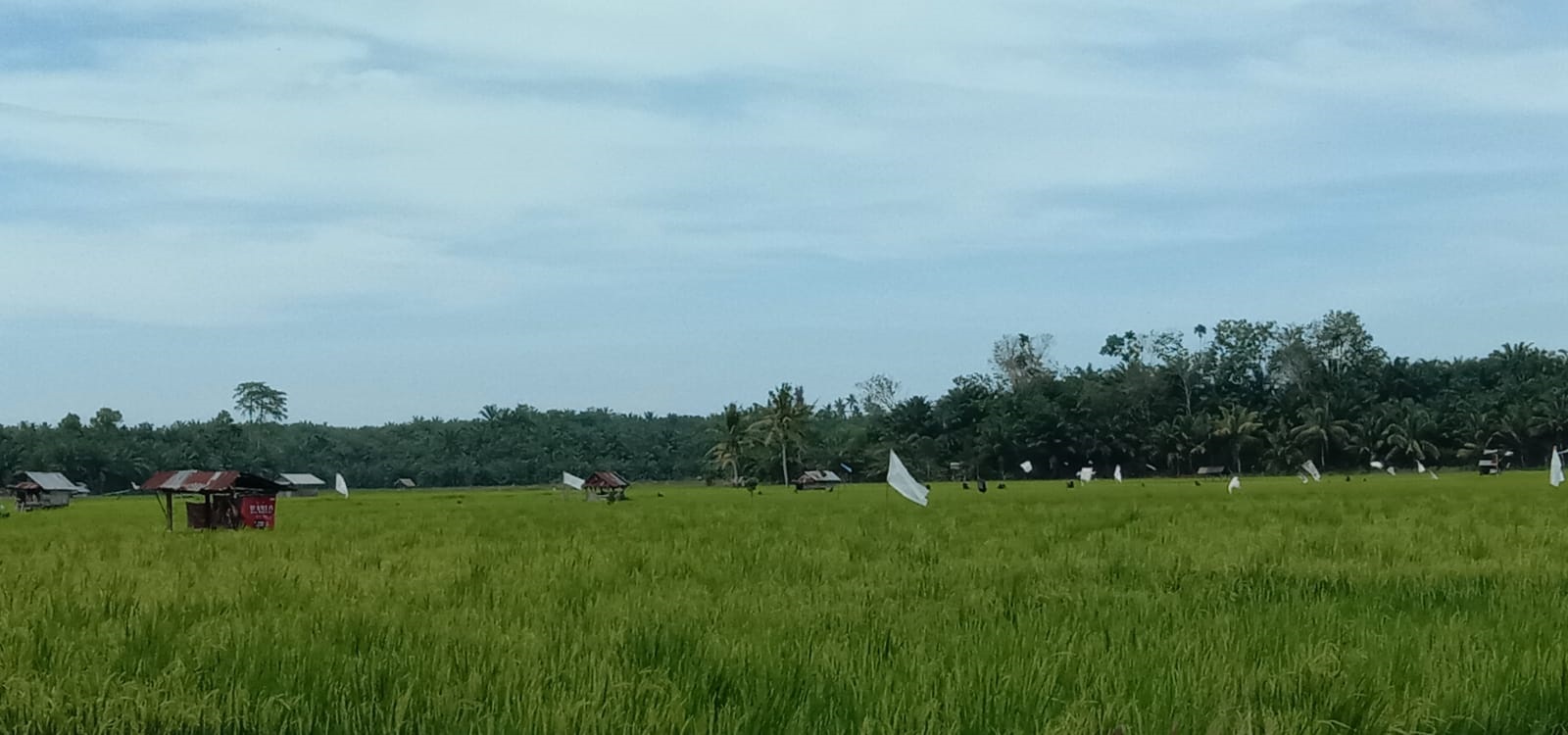 Sawah di Seluma Diserang Pipit 