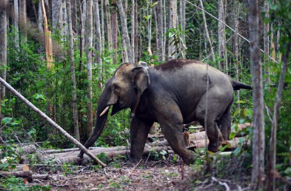 Gajah Sumatera Ditemukan Tinggal Kerangka di Hutan Produksi Air Rami Mukomuko