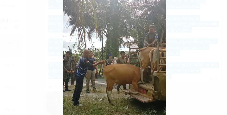 Razia Hewan Ternak, 30 Satpol PP Bengkulu Selatan Dikerahkan, 4 Ekor Sapi Diamankan