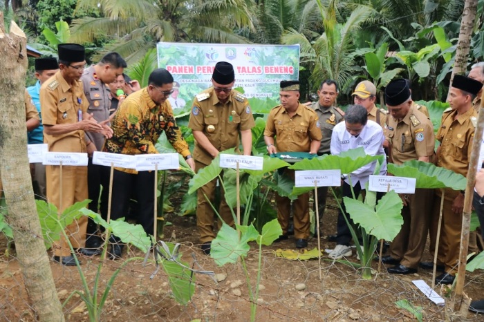 Bupati Kaur Ajak Petani Kembangkan Talas Beneng