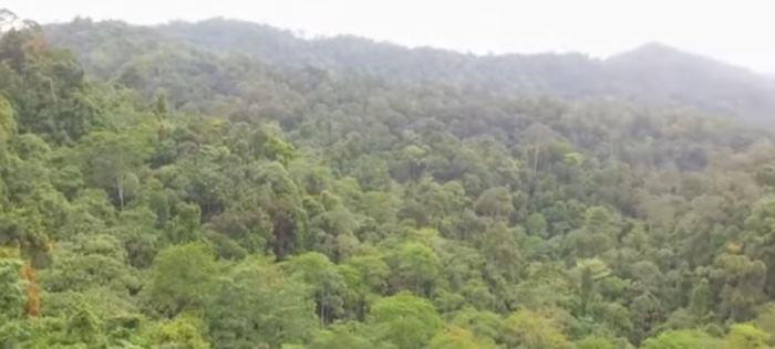 Ladang Emas di Bengkulu, 31 Ribu Hektar Lahan Simpan Ribuan Ton Biji Emas, Ini Buktinya