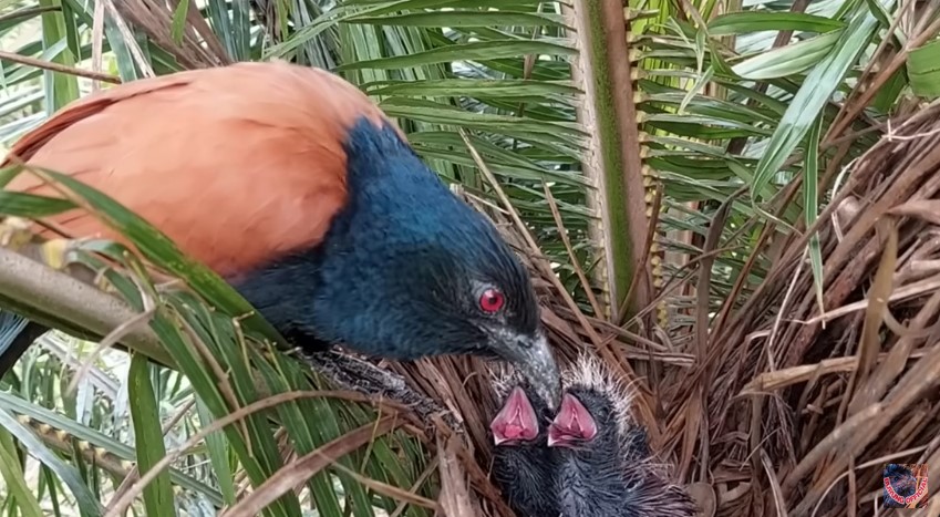 Fakta Unik Burung Bubut: Hewan yang Bisa Menyembuhkan Patah Tulang Hingga Luka Bakar