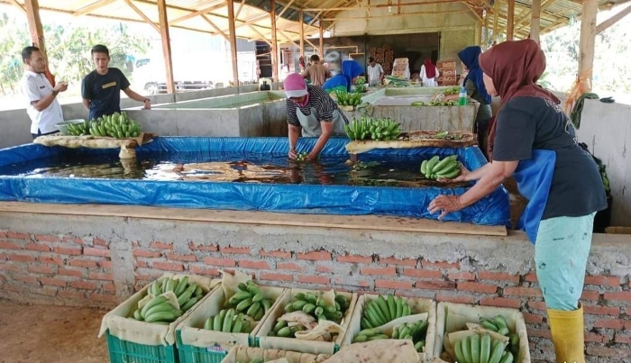 Bukan Kelapa Sawit, Tapi Tanaman Pisang Barangan Paling Cocok di Bengkulu,  Petani Seluma Sudah Buktikan