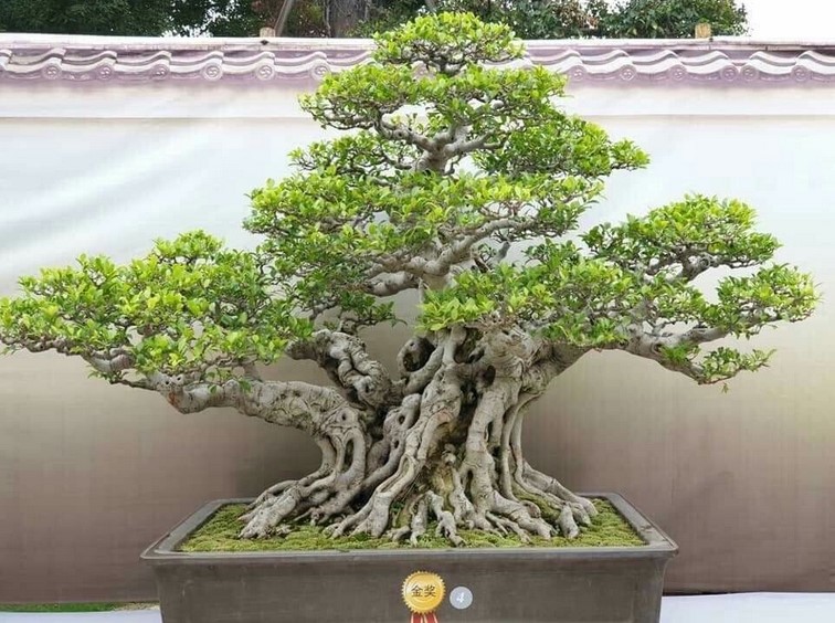 Bonsai Kimeng: Tanaman Hias Termahal di Dunia, Dipercaya Bawa Hoki