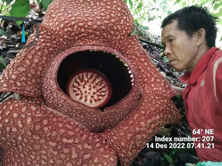 Warga Bengkulu Budidaya Bunga Rafflesia Arnoldii