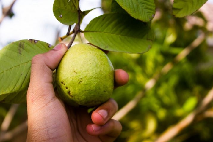 Manfaat Buah dan Daun Jambu Biji Bagi Kesehatan, Luar Biasa