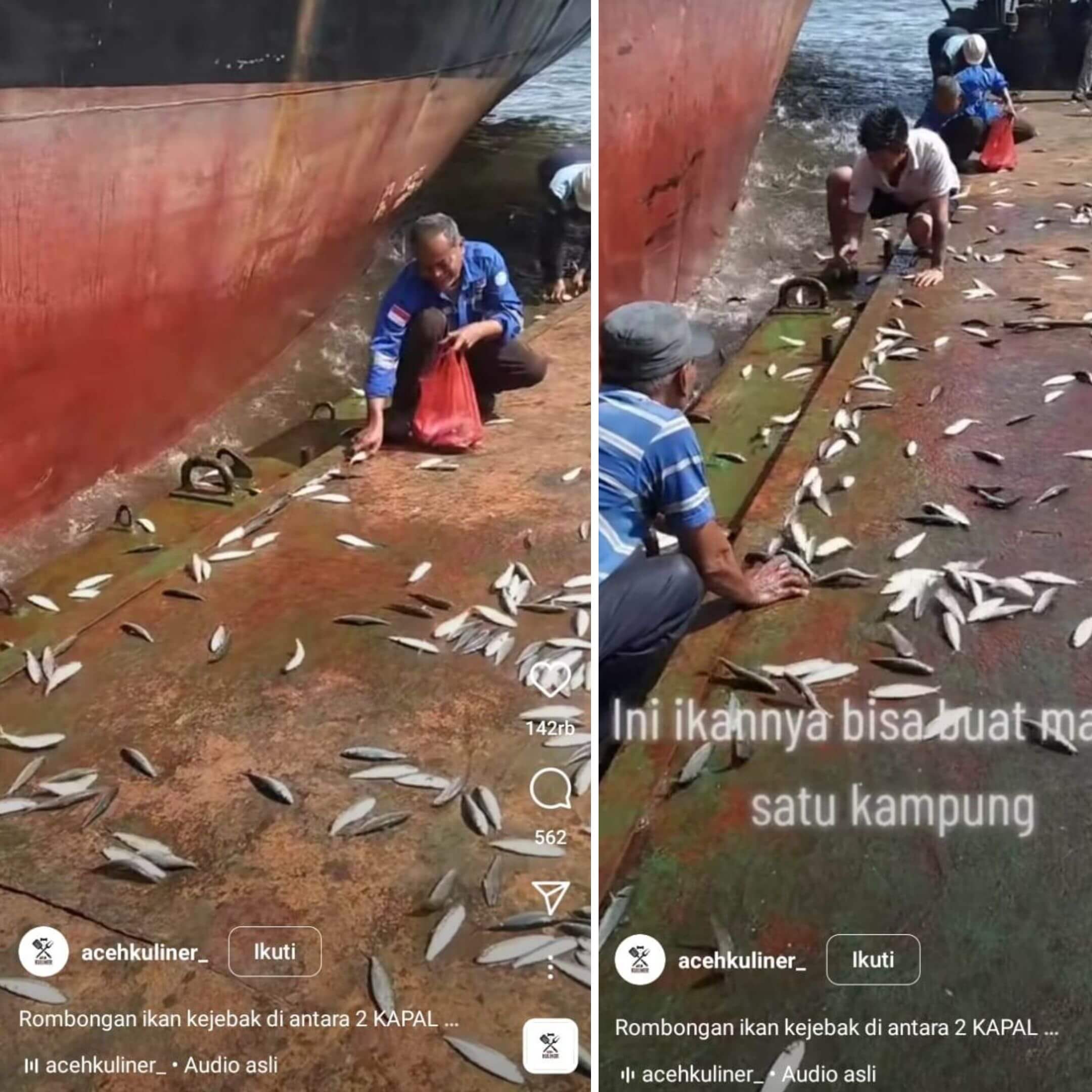 Ribuan Ikan Mendarat di Dermaga, Nelayan Auto Panen