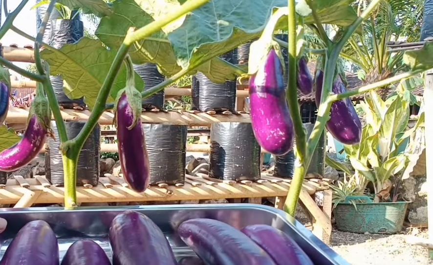 Cara Mudah Menanam Terong Ungu di Polybag, Cocok untuk Pemula!