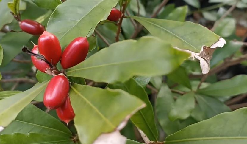 Miracle Fruit Buah Ajaib! Apapun Dimakan Pasti Terasa Manis, Cocok yang Takut Makan Obat