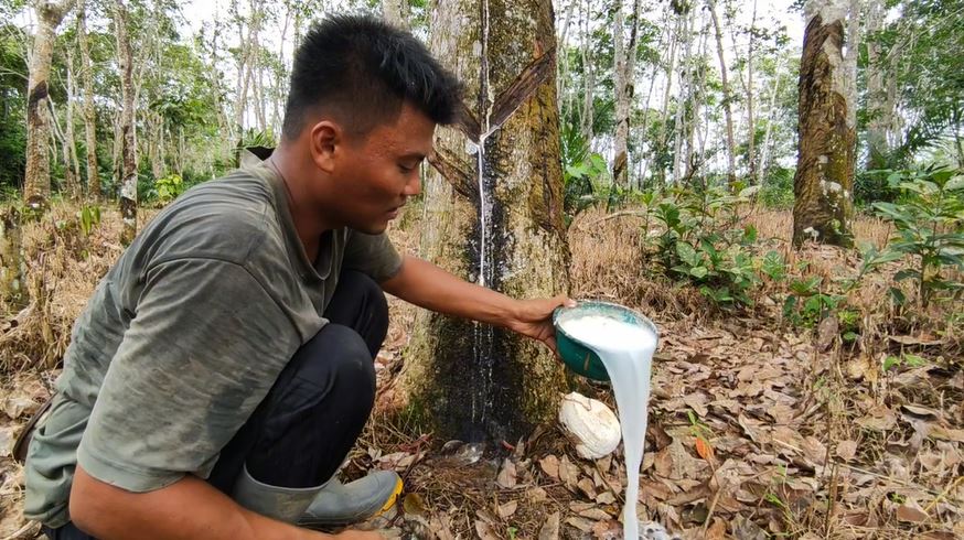 Petani Karet di Seluma Tersenyum, Harga Getah Naik Nih