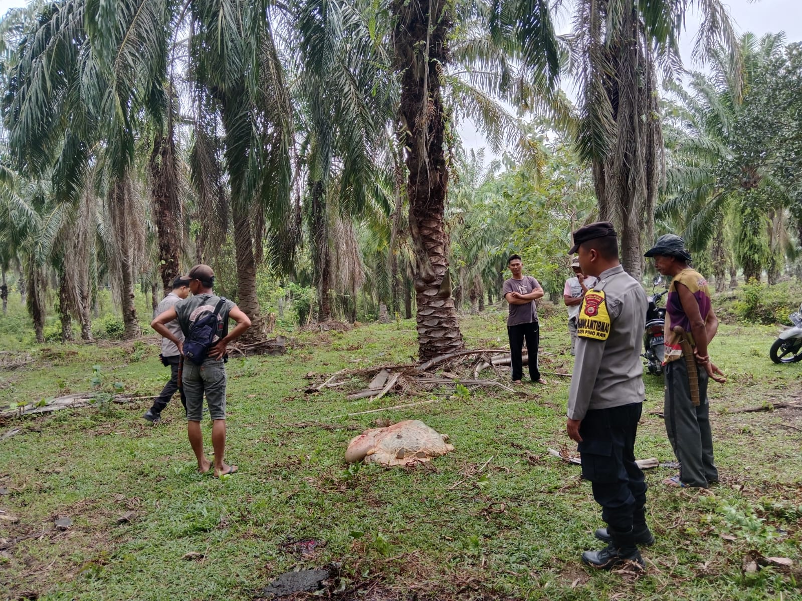 Warga Desa Talang Padang Temukan Sesuatu di Perut Sapi yang Dimutilasi 