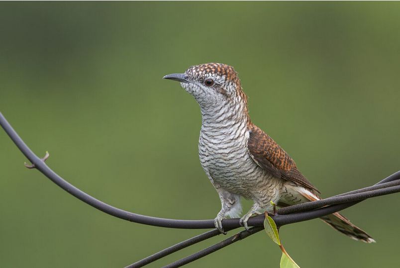 Fakta Menarik Burung Kedasih: Hewan Cantik Tapi Licik dan Ditakuti Masyarakat 