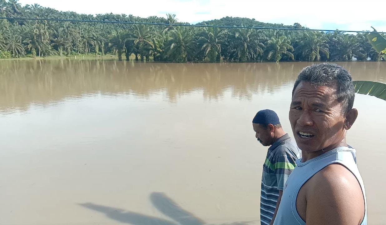 Sungai Pino Meluap, Puluhan Hektar Tanaman Padi di Bengkulu Selatan Terendam Banjir