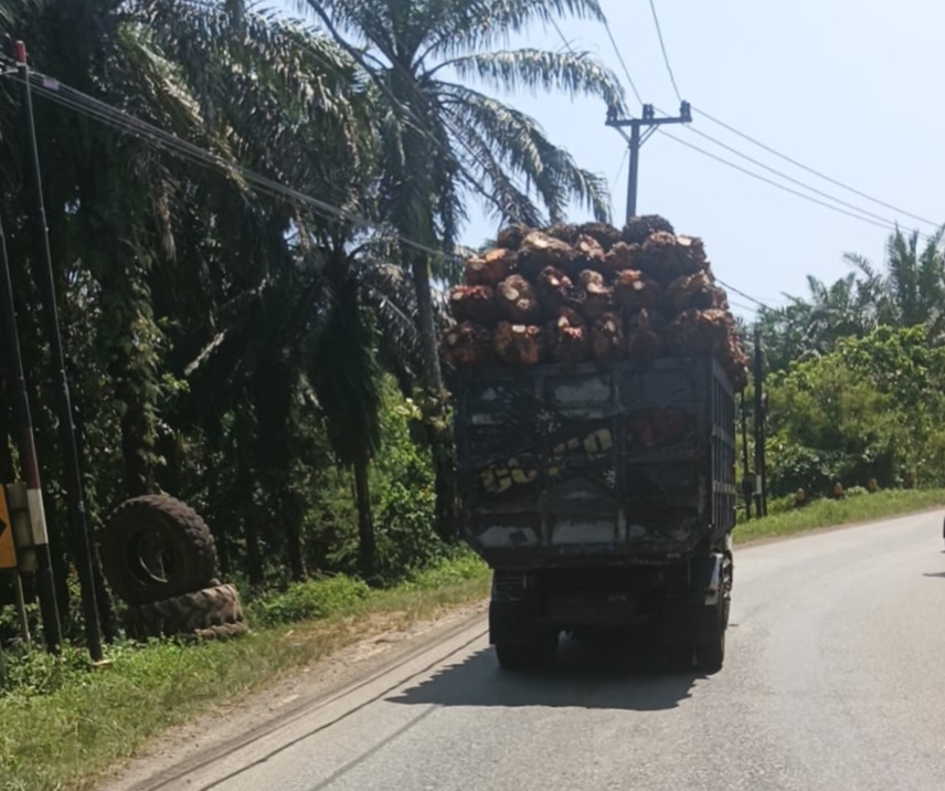 Truk Sawit Overload Tanpa Menggunakan Jaring Merajalela di Seluma