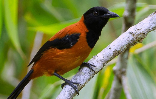 5 Fakta Unik Burung Paling Beracun di Dunia, Kena Bulunya Saja Bisa Gatal Gatal, Habitatnya Dekat Dengan Indon